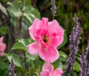 2020 09 01 LyndaleParkRoseGarden 041